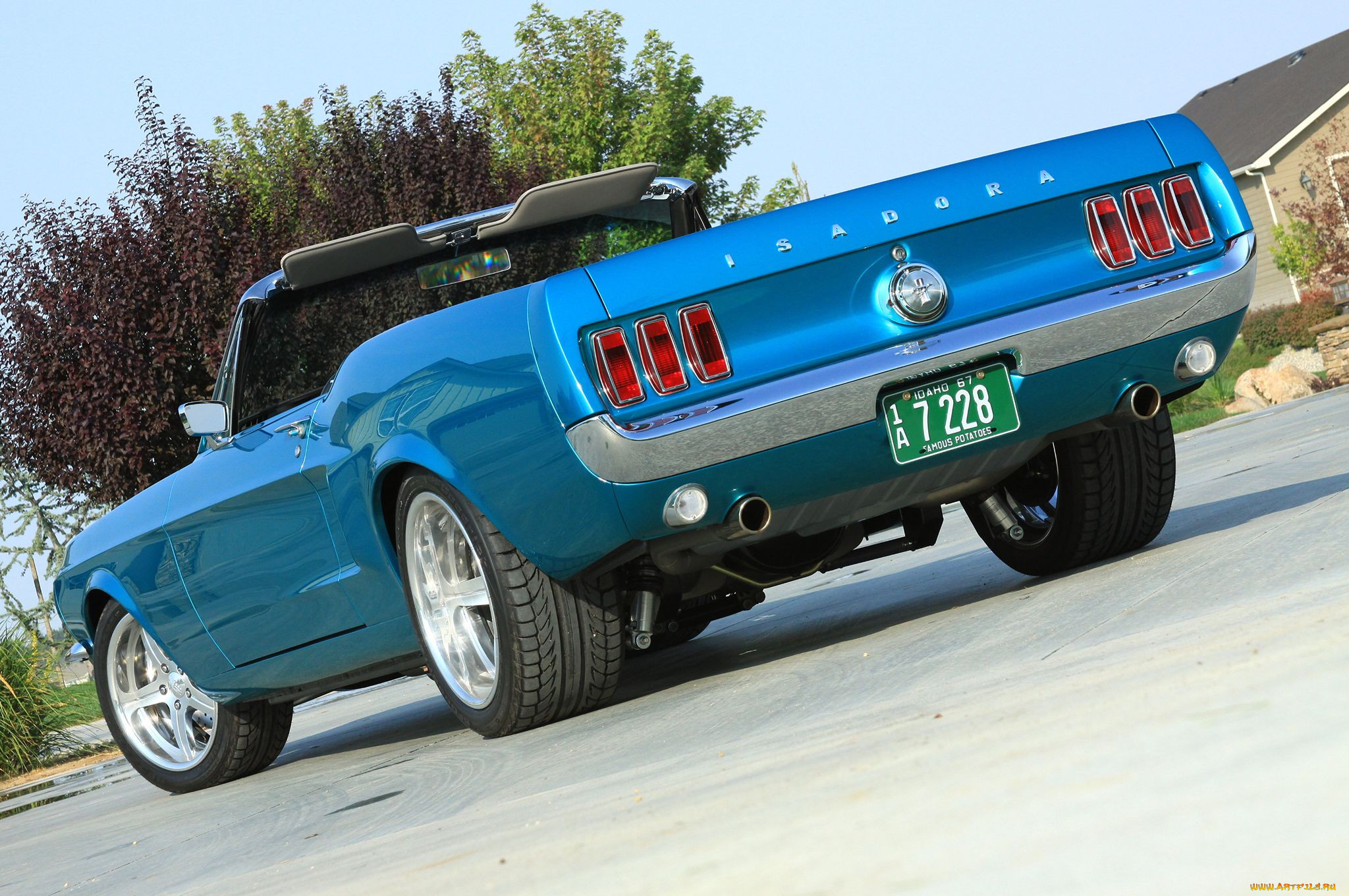 , mustang